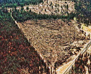 Lodgepole pine stand destruction - 1973